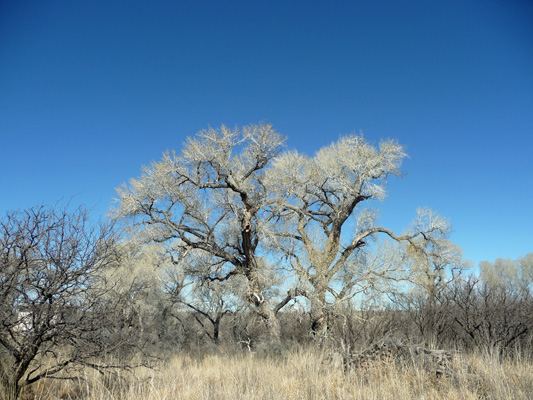 Fremont Cottonwood Empire Gulch Las Cienegas NCA