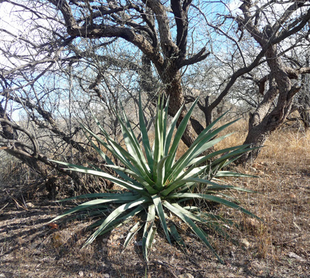 Agave Patagonia Lake State Park AZ