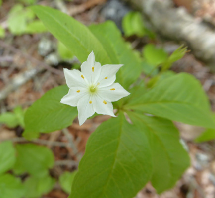 Northern Starflower (Trientalis borealis)