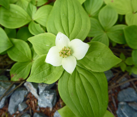 bunchberries (Cornus canadensis)