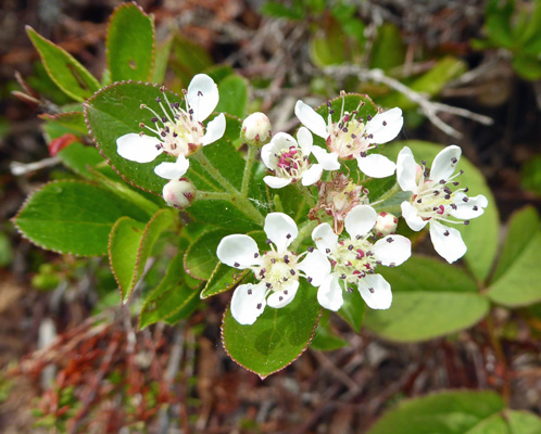 Red Chokecherry (Aronia arbutifolia)