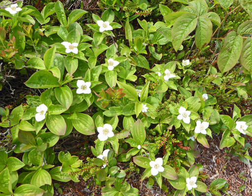 Bunchberries (Cornus canadensis)