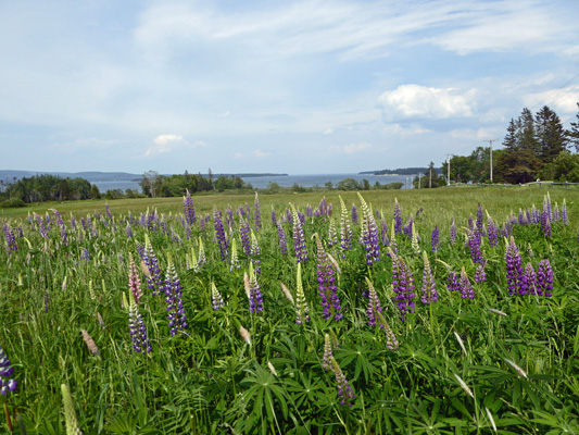 Lupine Southwest Harbor ME