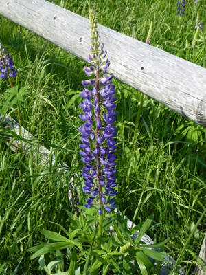 Purple Lupine Southwest Harbor ME