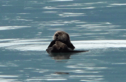 Sea Otter Resurrection Bay Alaska