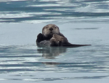 Sea Otter Resurrection Bay Alaska