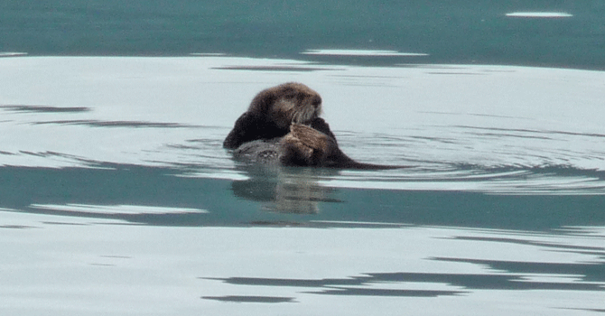 Sea Otter Resurrection Bay Alaska