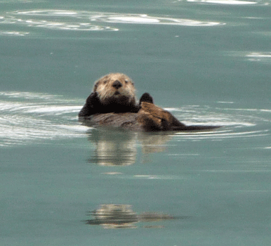 Sea Otter Resurrection Bay Alaska