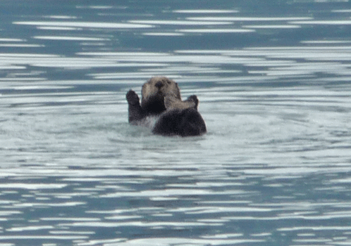 Sea Otter Resurrection Bay Alaska