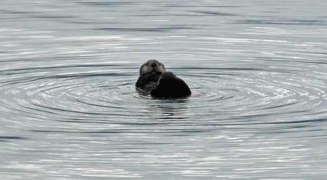 Sea Otter Resurrection Bay Alaska