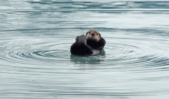 Sea Otter Resurrection Bay Alaska