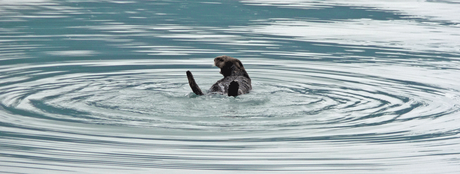 Sea Otter Resurrection Bay Alaska