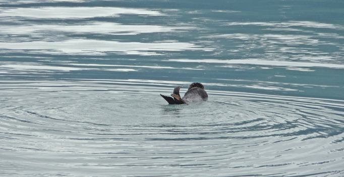 Sea Otter Resurrection Bay Alaska