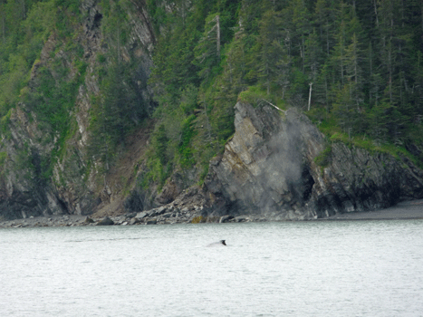 Whale blow Kenai Fjords cruise Alaska