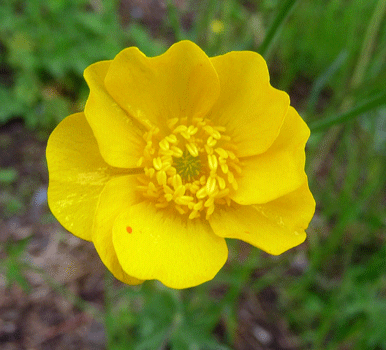 Welsh Poppy (Meconopsis cambrica)