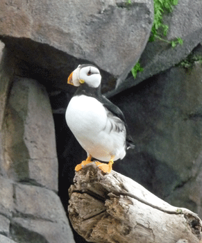 Horned Puffin Alaska SeaLife Center Seward