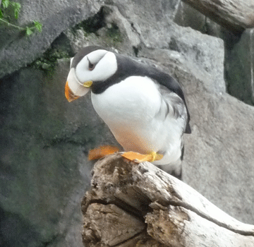 Horned Puffin Alaska SeaLife Center Seward