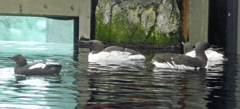 Common Murres Alaska SeaLife Center Seward