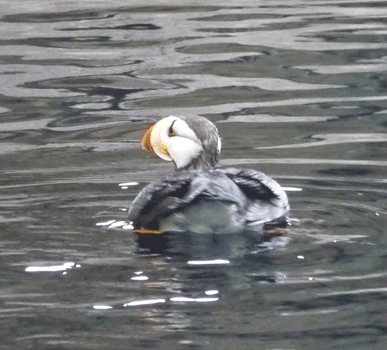 Horned Puffin Alaska SeaLife Center Seward