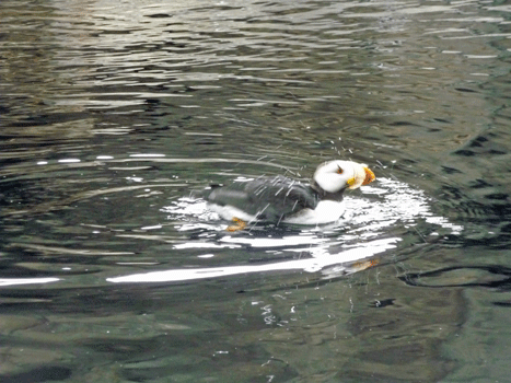 Horned Puffin Alaska SeaLife Center Seward