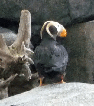 Tufted Puffin Alaska SeaLife Center Seward