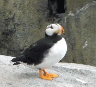 Horned Puffin Alaska SeaLife Center Seward