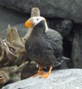 Tufted Puffin Alaska SeaLife Center Seward