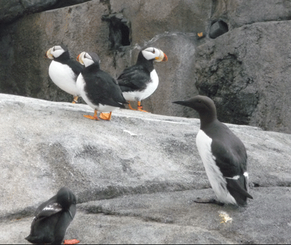 Horned Puffin Alaska SeaLife Center Seward