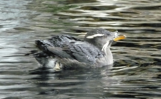 Rhinocerous Auklet Alaska SeaLife Center Seward