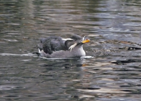 Rhinocerous Auklet Alaska SeaLife Center Seward