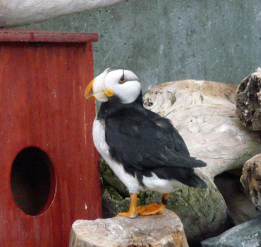 Horned Puffin Alaska SeaLife Center Seward