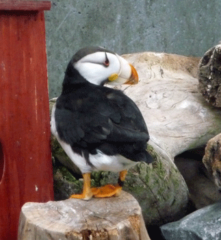 Horned Puffin Alaska SeaLife Center Seward