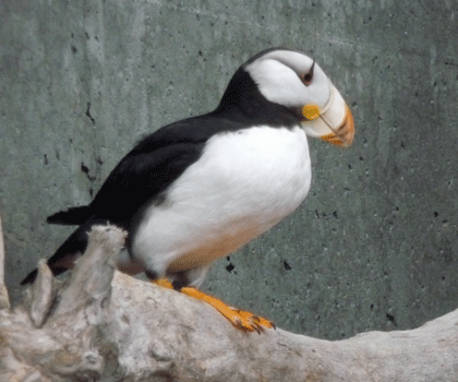 Horned Puffin Alaska SeaLife Center Seward