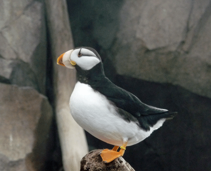 Horned Puffin Alaska SeaLife Center Seward