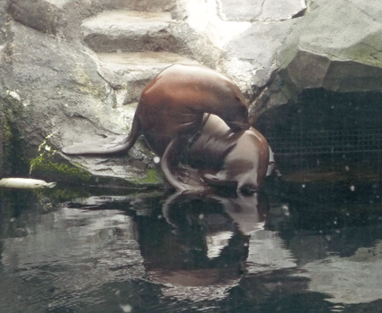 Stellar Sea Lion Alaska SeaLife Center Seward