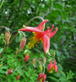 Western Columbine (Aquilegia formosa)