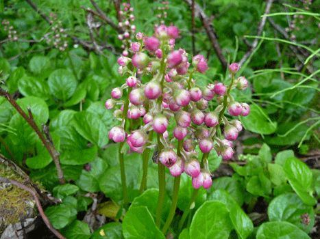 Pink-flowered Wintergreen (Pyrola asarifolia)