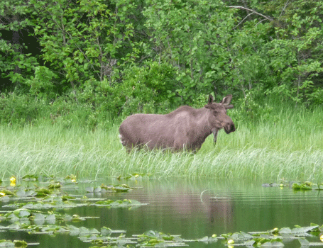 Moose near Seward Alaska
