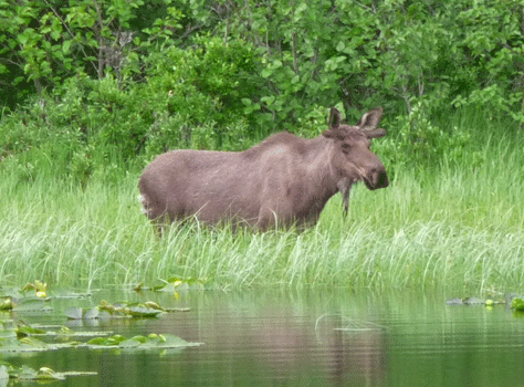 Moose near Seward Alaska