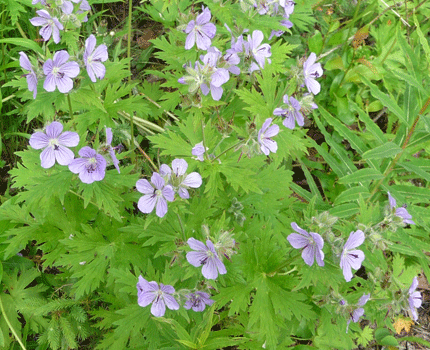 wild geranium (Geranium erianthum)