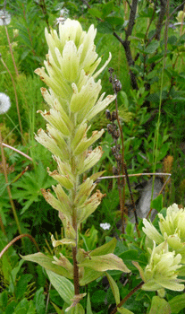 Pale Paintbrush Castilleja caudata