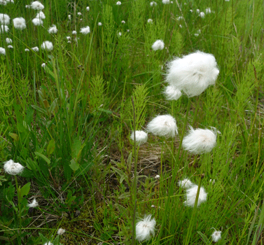 Cotton Grass (Eriophorum scheuchzeri)