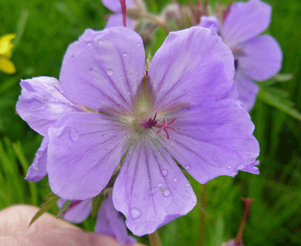 Wild Geranium (Geranium eriantum)