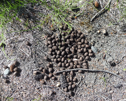 Moose skat Mendeltna creek Alaska