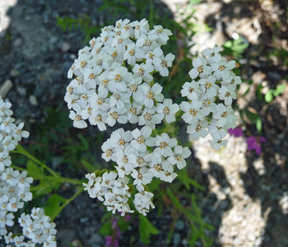 yarrow (Achillea millefolium)