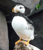 Horned Puffin SeaLife Center Seward