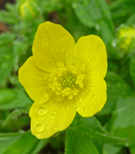 Western Buttercup Alaska