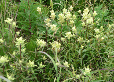 pale paintbrush (Castilleja caudata) Cook Inlet Alaska