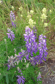 pale paintbrush (Castilleja caudata) and Arctic Lupine (Lupinus arcticus)