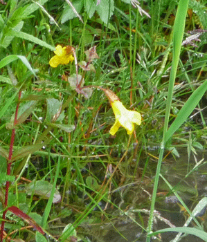 Yellow Monkey Flower (Mimulus guttatus)